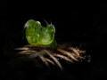   Phycocaris sp. sp  